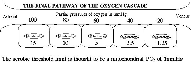 A diagram of the oxygen cascade from arterial blood to the mitochondrion