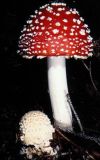 Amanita muscaria