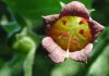 The deadly nightshade, Atropa belladonna - rich in atropine