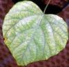 The leaf of Chondrodendron tomentosum