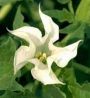 The trumpet flower, Datura stramonium, a source of scopolamine
