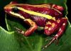 poison dart frog Epipedobates tricolor, the source of epibatidine
