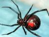 Latrodectus, the black widow spider