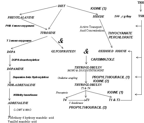 Complex diagram detailing tyrosine and iodine metabolism