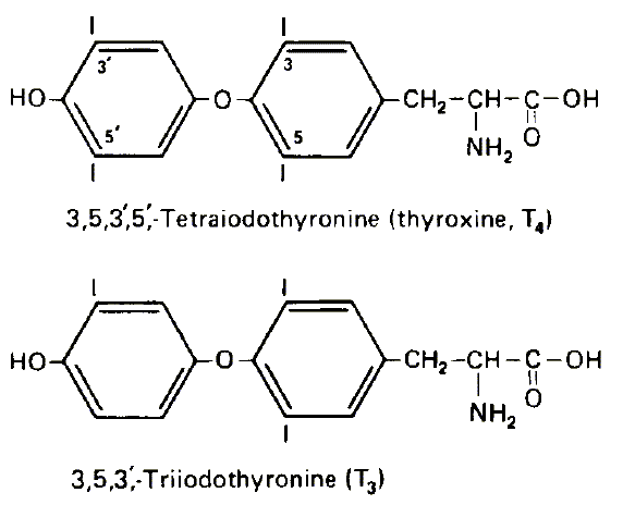 the T3 and T4 molecules