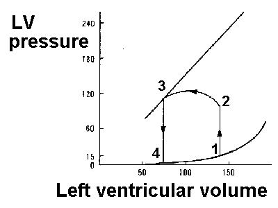  We can create an LV pressure/volume loop which fits nicely within the passive and active length-tension curves