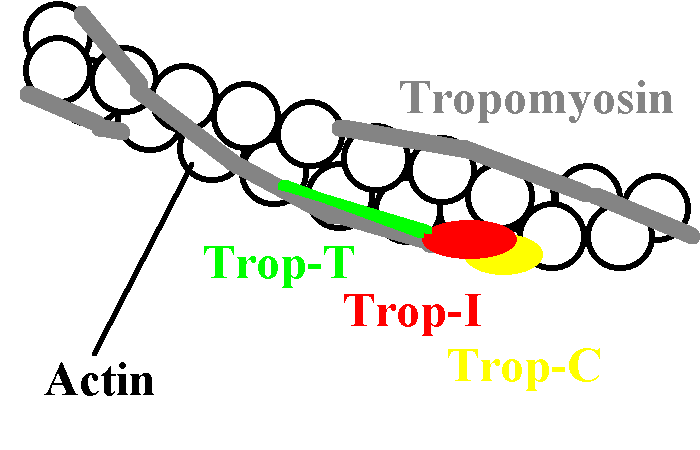 Picture of a thin filament showing actin, troponins and tropomyosin and how they relate