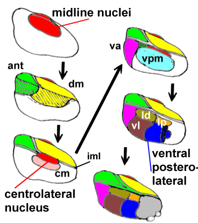 Diagram of the thalamic nuclei, building from medial to lateral