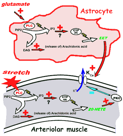 Control of cerebral autoregulation