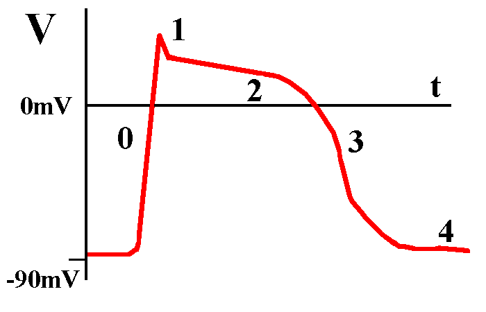 action potential showing four distinct phases, with a central plateau