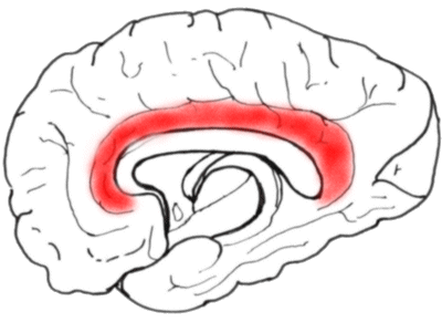 Medial view of hemisphere, showing cingulate gyrus