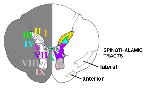 A section through the spinal cord