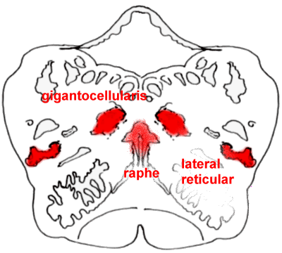 Picture of a section through the rostral medulla