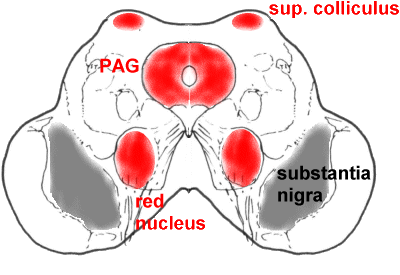 Picture of Caudal midbrain