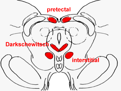 Picture of Rostral midbrain